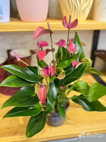 Комнатные растения:Антуриум крупный