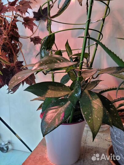 Цветы домашние в горшках