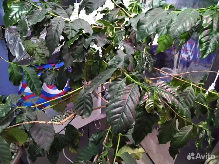 Экзотические растения