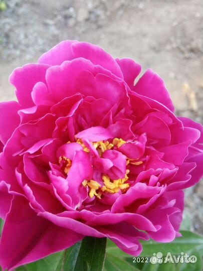 Пион бордово-малиновый