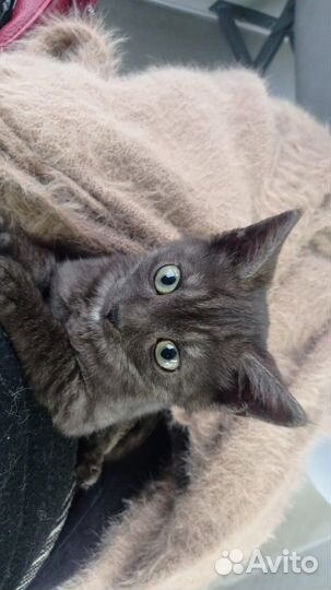 Котенок в доюрые руки