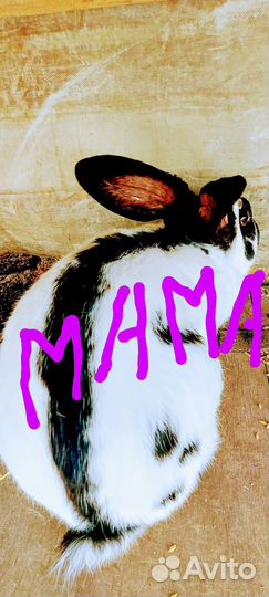 Кролики. Немецкие бабочки