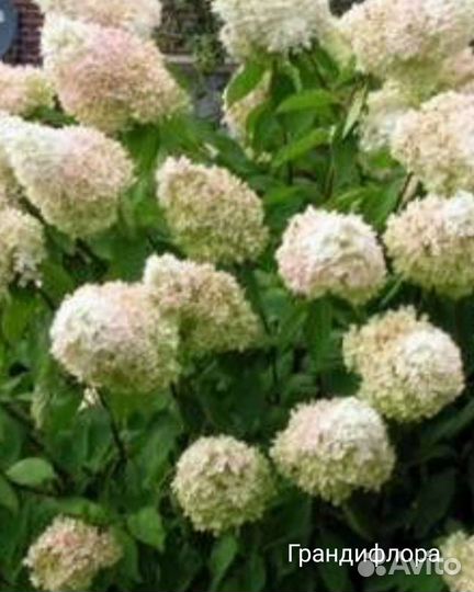 Сандей Фрайз, Лайм лайт, Грандифлора