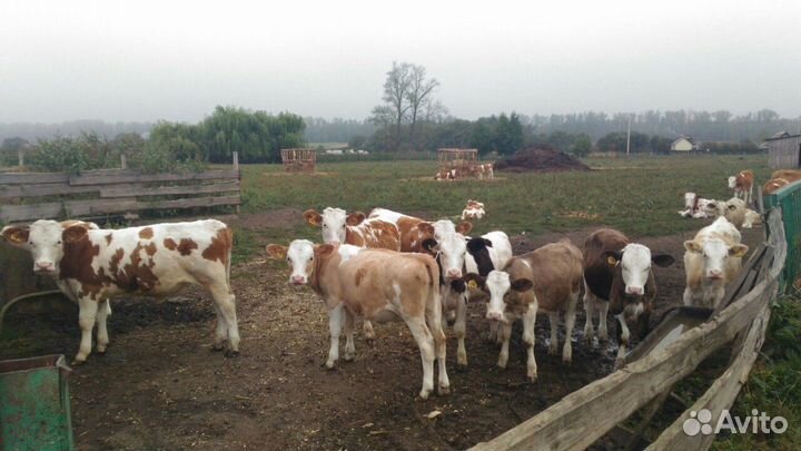 Тёлочки от 2 месяцев до года