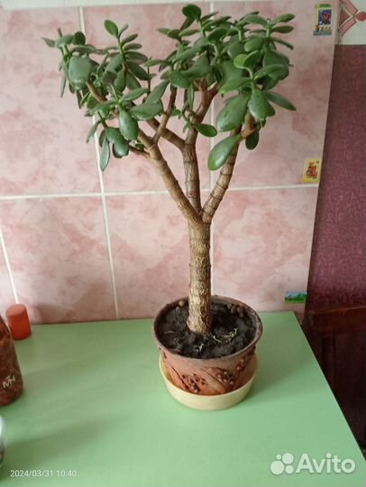 Цветок толстянка