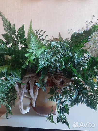 Комнатные растения