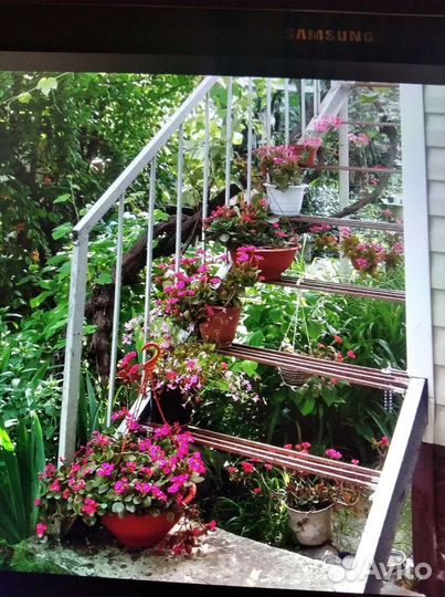 Каланхоэ цветущий