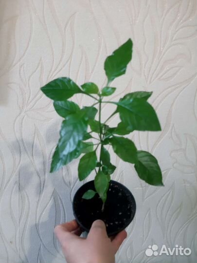 Кроссандра