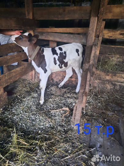 Корова дойная, тёлка