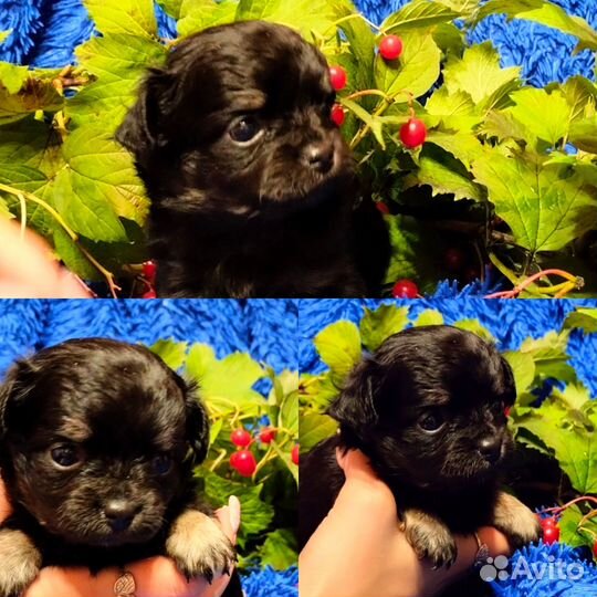 Щенки чихуахуа мини