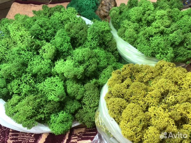 Мох ягель стабилизированный 1кг