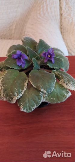 Фиалка, цветы