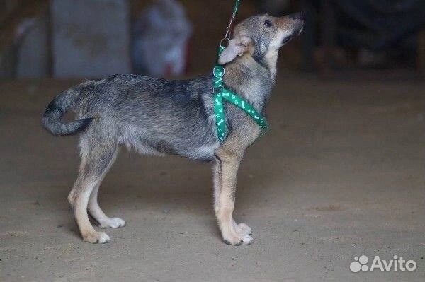 Милый щеночек