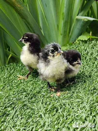 Куры цыплята