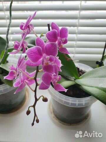 Орхидея фаленопсис мини