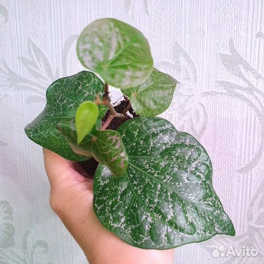 От 10.09. Комнатные растения, цветы