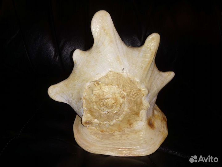 Ракушка океаническая большая