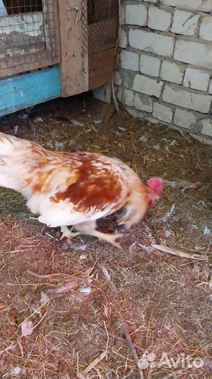 Петух 9 месяцев