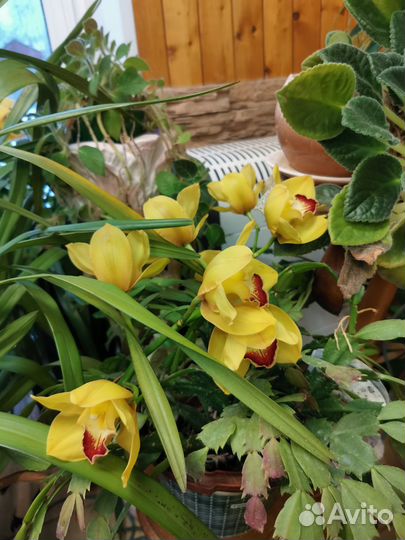 Орхидея цимбидиум