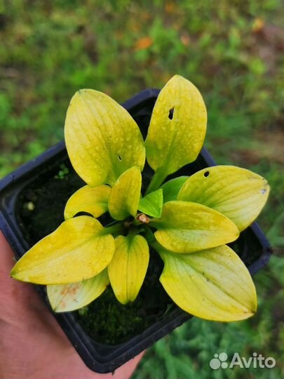 Хоста Sun Mouse