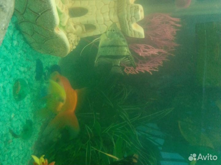 Аквариум с рыбками
