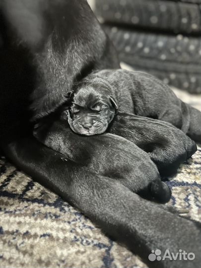 Щенки кане корсо