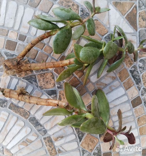 Крассула/Толстянка/Денежное дерево