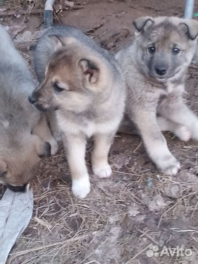 Помесь лайка