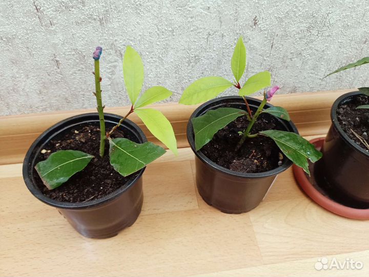 Лавровый лист