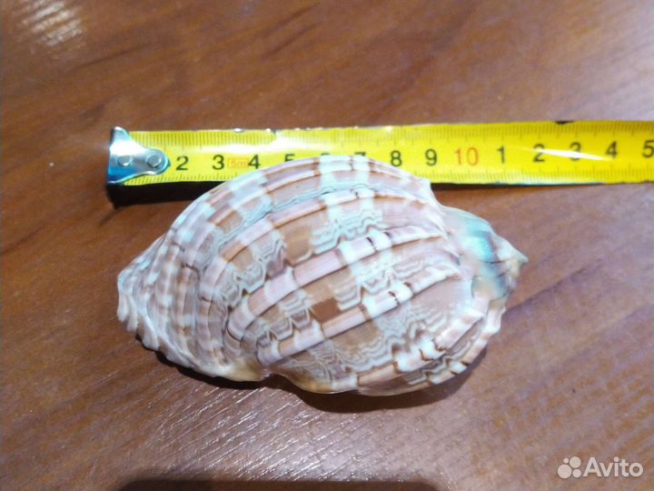 Морские раковины большие