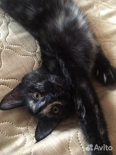 Кошка