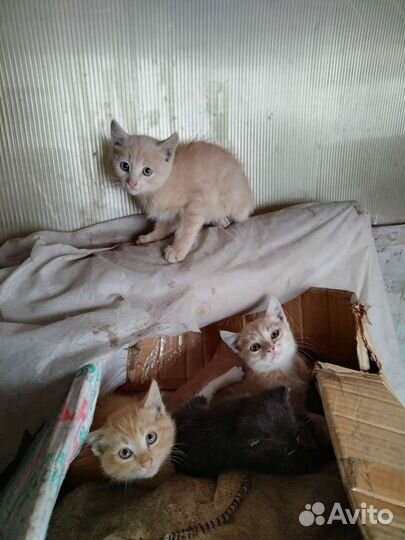 Котята в добрые руки