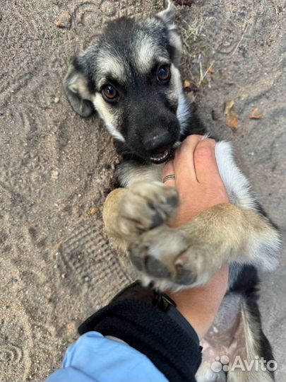 Щеночек в добрые руки бесплатно