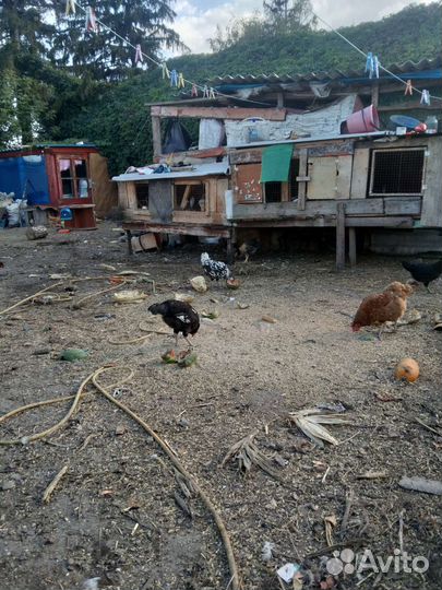 Продам молодняк кур несушек