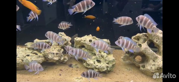 Фронтоза Cyphotilapia frontosa Blue Zair