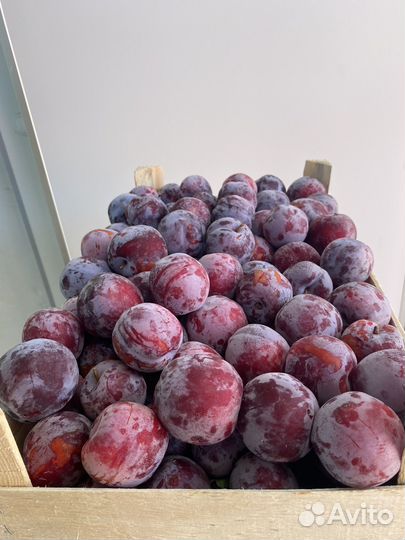 Слива фортуна