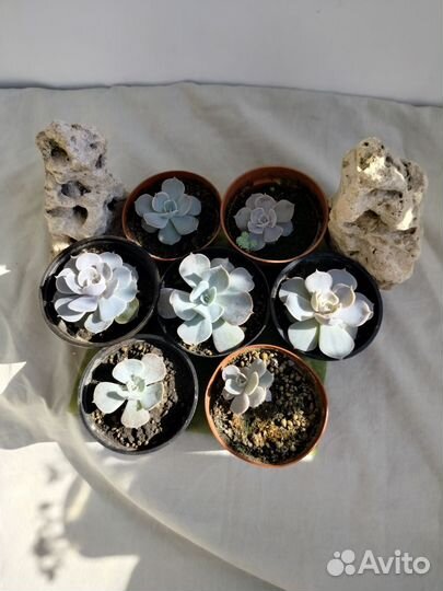 Молодило каменная роза