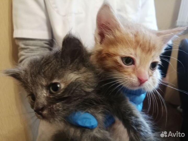 Котята в добрые руки