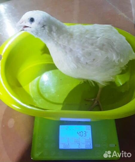 Перепела, инкубационное яйцо