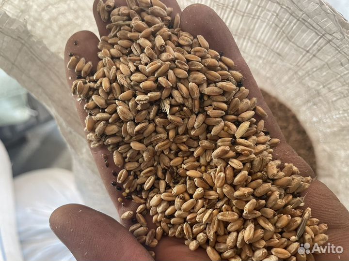 Пшеница, ячмень, овес