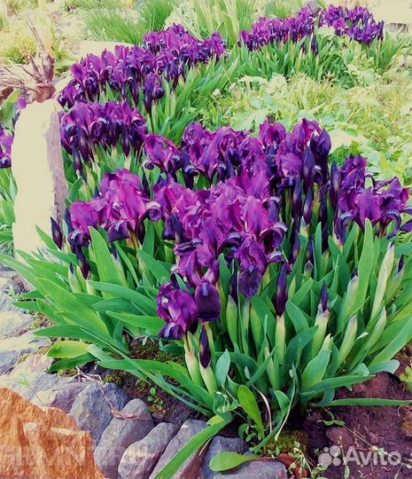 Ирисы - многолетние