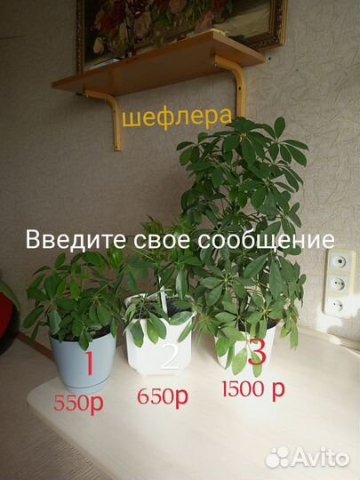 Комнатные цветы шефлера
