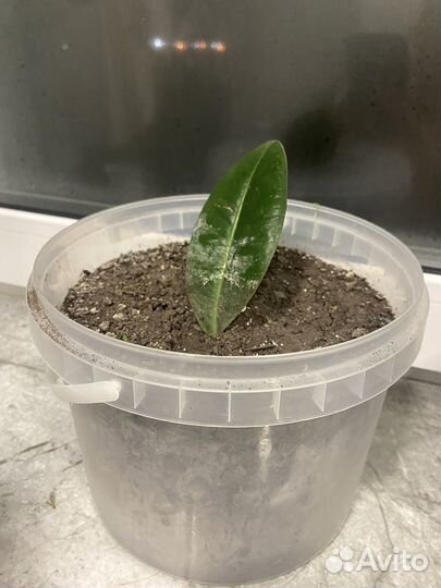 Замиакулькус черный