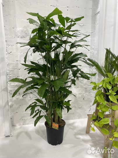 Пальма Кариота 150 см