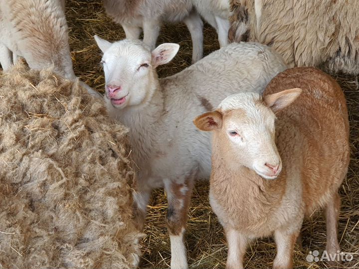 Овцы бараны катумские