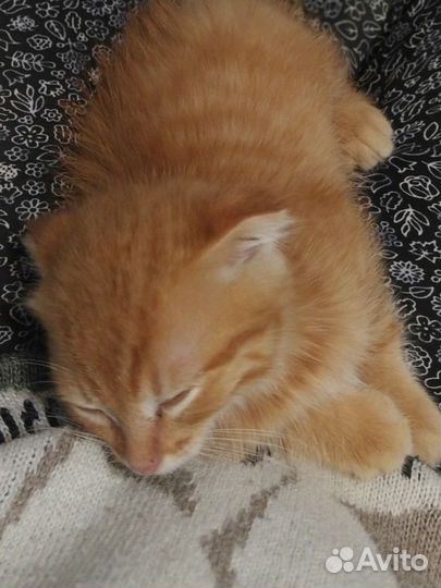 Рыжий котенок мальчик