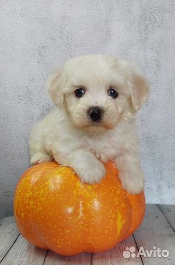 Детки мальтезе