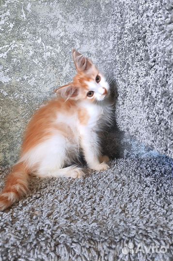 Котенок мейн-кун девочка