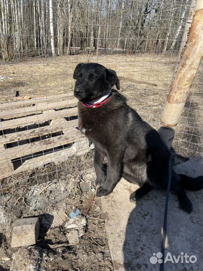 Малышка Берта