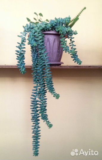 Суккуленты